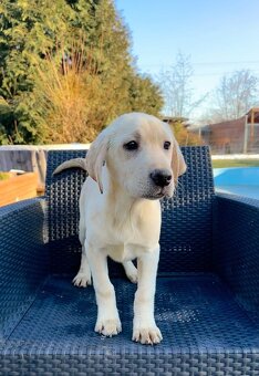 Bílá(světlá)čistokrevná Labradorský retriever (pejsek/fenka) - 4