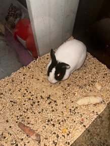 Zakrslý králík - 4