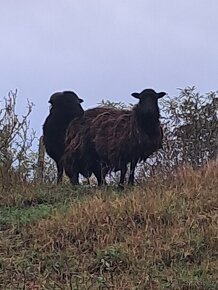 Ouessantské ovce jen 500Kč 2ks - 4