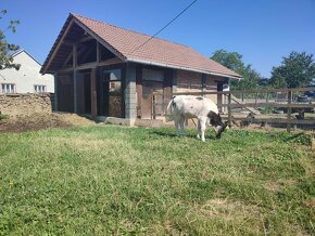 Prodám jalovičku masného typu, belgický modrý a Aber augus . - 4