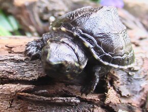 Klapavka obecná(Sternotherus odoratus) - 4