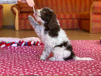 LAGOTTO ROMAGNOLO STENIATKO s PP - 4