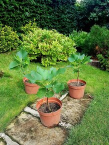 Fíkovník, Smokvoň, Ficus Carica, White Marseilles - 4