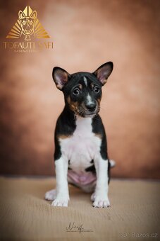 Basenji - 4