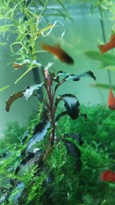 Bucephalandra kedagang - 4