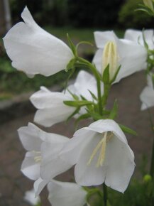 Zvonek broskvolistý- Campanula persicifolia 1000 semen 50 Kč - 4