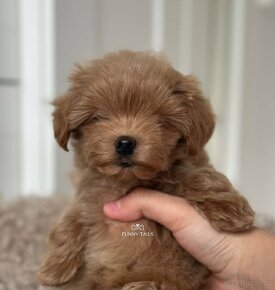 Maltipoo Boy F1 - 4