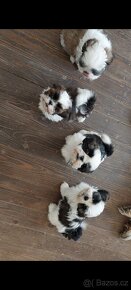 Prodám štéňata Shih-tzu,shihtzu,shi-tzu - 4