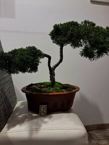 Bonsai Jalovec - 5