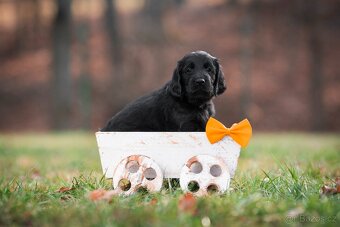 Flat coated retriever - pejsci s PP - 5