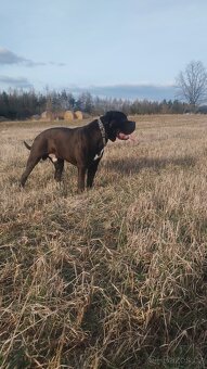 Cane Corso - 5