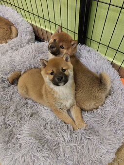 Shiba inu s PP - 5