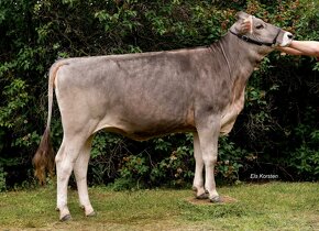 Plemenné jalovice a krávy Brown Swiss - 5