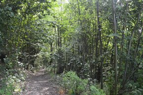 Prodej pozemku, 11926 m2, Bohutín nad Moravou - 5