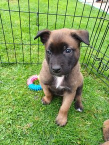 Belgický ovčák malinois / tervueren - 5