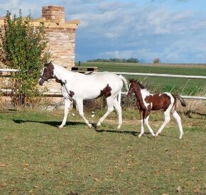 Prodám hřebce  american paint horse - 5