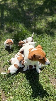 Štěňátka Jack Russell teriéra hledají nové domovy - 5