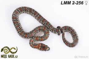 Lampropeltis mexicana mexicana - Korálovka mexická 2024 - 5