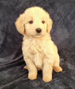 GOLDENDOODLE F1 Medium + Standard - 5