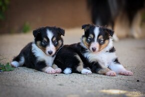 Šteniatka, štěňátka sheltie s PP - 5