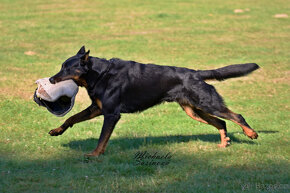 Beauceron štěňata s PP - 5