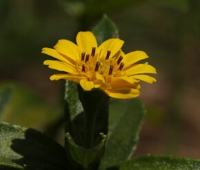 Wedelie čínská - Wedelia calendulacea - velká rostlina - 5