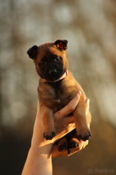 Belgický ovčák malinois/tervueren- štěňata - 5