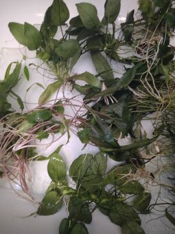 Akvarijni rostliny přebytek - 5