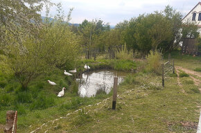 kachny, kačeři a kachňata pižmovky (husokachny, čínky) - 5