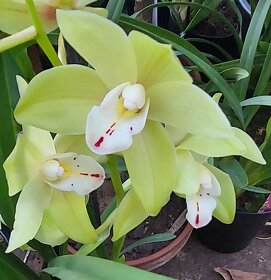 Orchideje Cymbidium - 5