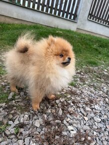 Fenečka pomeranian s PP FCI - 5