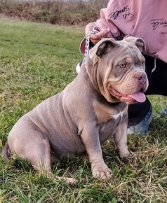 Štěňátka American Bully Pocket Exotic Top Krevní linie - 5