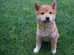 Shiba  inu bez PP. - 5