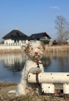 LAGOTTO ROMAGNOLO STENIATKO s PP - 5