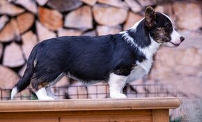 Welsh Corgi Cardigan - 5