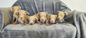 Americký pitbulterier pitbull pit bull silverfawn lilac rare - 5