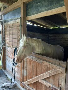 Appaloosa/Quarter horse - 5