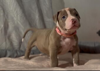 AMERICAN BULLY XL - 5