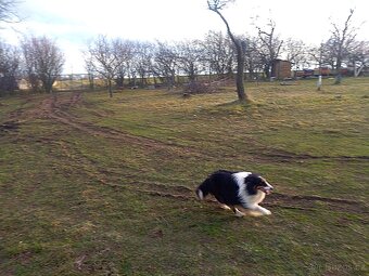 Šeltie, sheltie. - 5