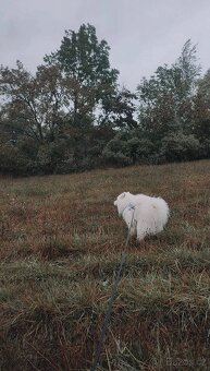 Samojed s PP na adopční smlouvu - 5