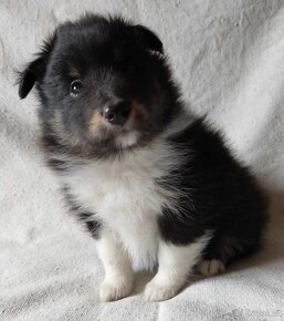 Sheltie - tricolor + blue merle - 5