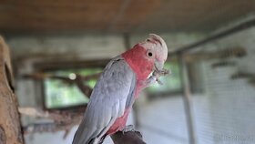 Kakadu růžový samec - 5