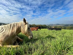 Unikátní 4 letý appaloosa valach - 5