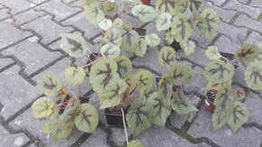 Begonia Masoniana Iron Cross - 5