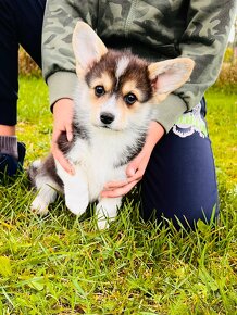 Welsh corgi pembroke s PP (FCI) - 5