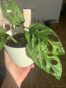 Monstera adansonii mint - 5