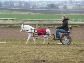 Připouštění prověřeným hřebcem minihorse - 5