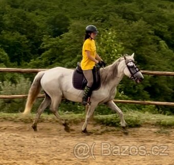 Lusitano klisna PSL - 5