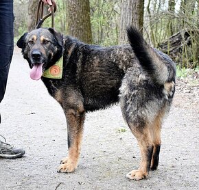 EBONG K ADOPCI - 2,5 ROKU,KONTAKTNÍ,CHYTRÝ,UČENLIVÝ - 5