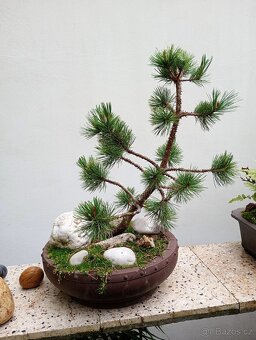 Borovice Osinatá (Pinus aristata) bonsai - 5